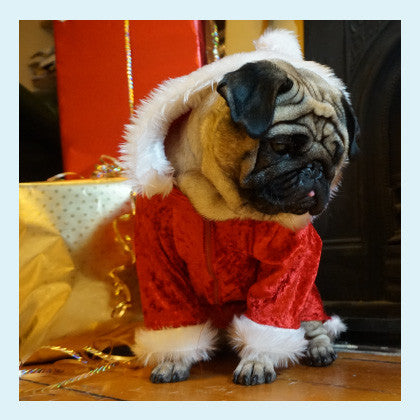pug christmas dress Adorable Pug Christmas Outfits for 2025