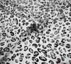 Cotton Viscose Fabric - Leopard Print White